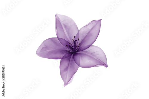 Purple star shaped blossom with dark stamens