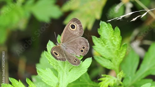 羽を動かすヒメウラナミジャノメ