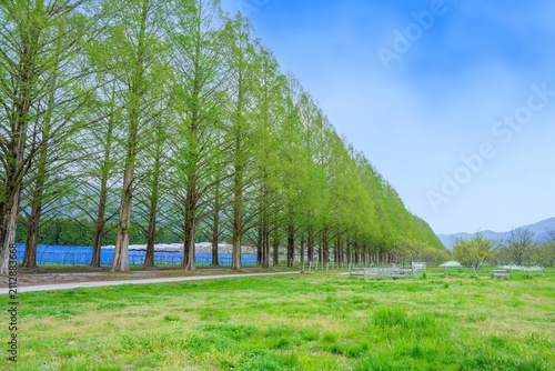 Quadro su tela 新緑のメタセコイア並木道 青空と美しい緑が広がる初夏の絶景風景