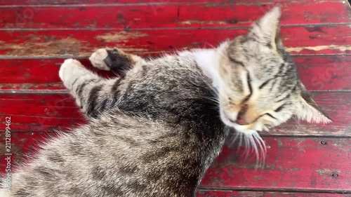 tabby cat is grooming itself by licking while resting on a rustic, red-painted wooden surface. Close up