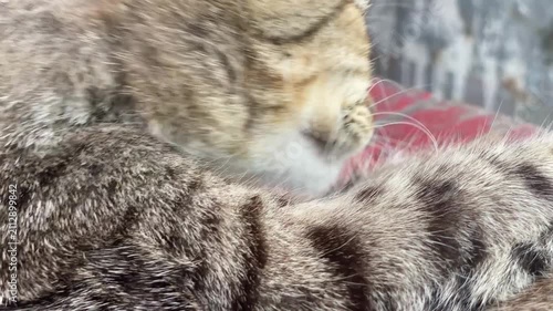 tabby cat is grooming itself by licking while resting on a rustic, red-painted wooden surface. Close up