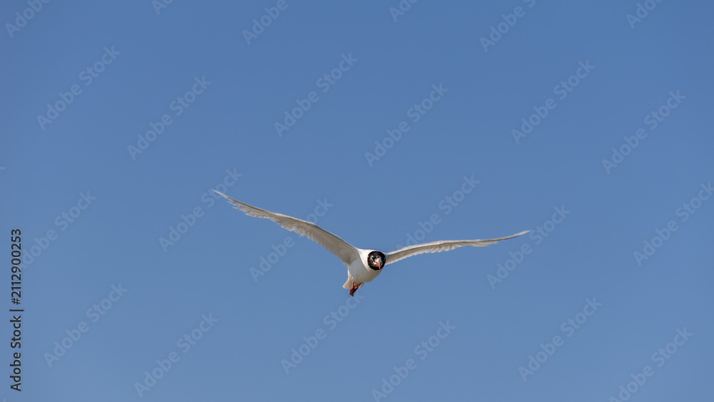 Obraz premium Black-headed gull flying directly towards camera against clear blue sky