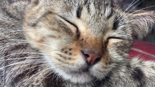 tabby cat is peacefully resting with its eyes closed, sleeping on a rustic, red-painted wooden surface. Close up