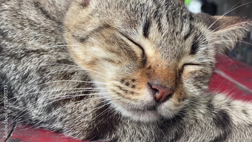 tabby cat is peacefully resting with its eyes closed, sleeping on a rustic, red-painted wooden surface. Close up