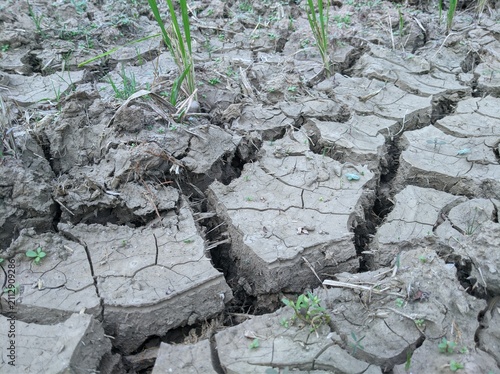 Foto cracked land in rice fields in Java which triggered crop failure due to long dro