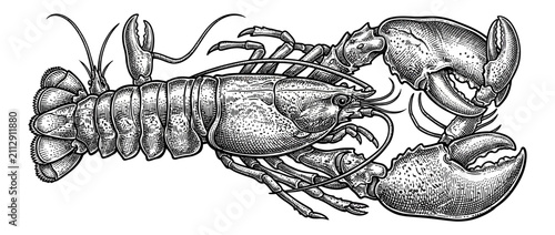 Bild auf Leinwand Detailed Engraved Illustration of a Marine Crustacean