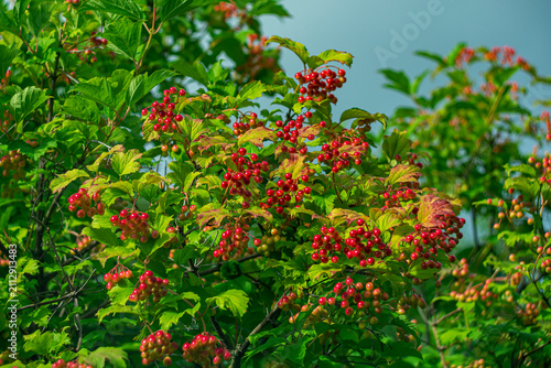 Bright clusters of ripe red viburnum berries against a backdrop of lush green foliage on a sunny summer day.