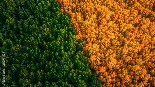 Aerial view of green and orange autumn forest landscape  