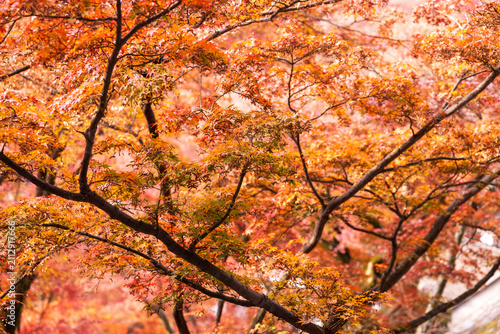 Autumn leaves of red color maple tree, fall season change