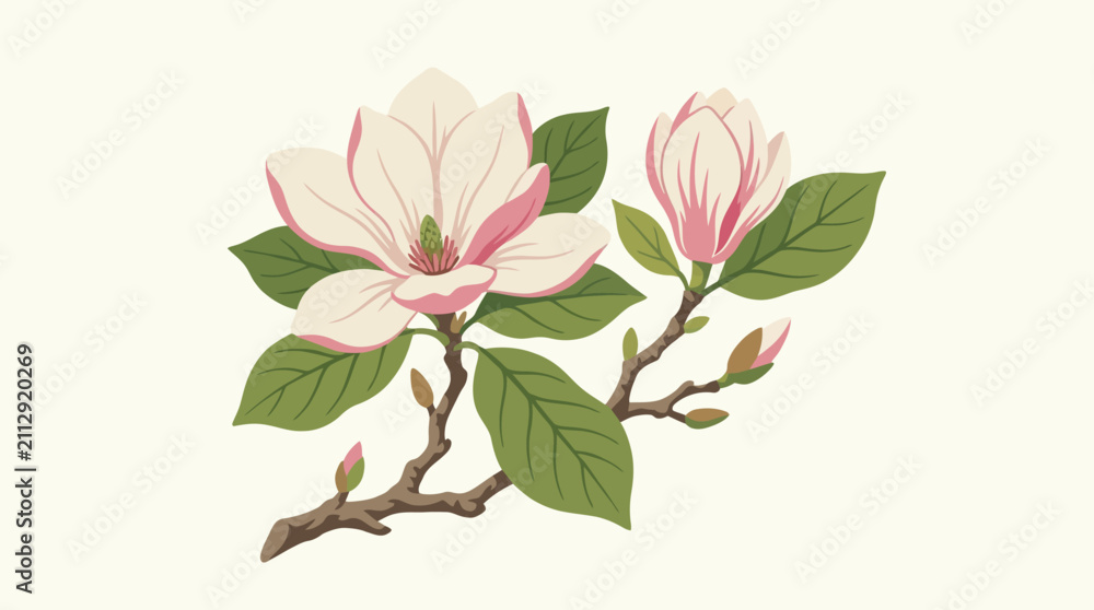 Fototapeta premium Elegant Magnolia Blossoms Adorning a Graceful Branch with Tender Green Leaves, Presented in a Beautifully Detailed Botanical Illustration