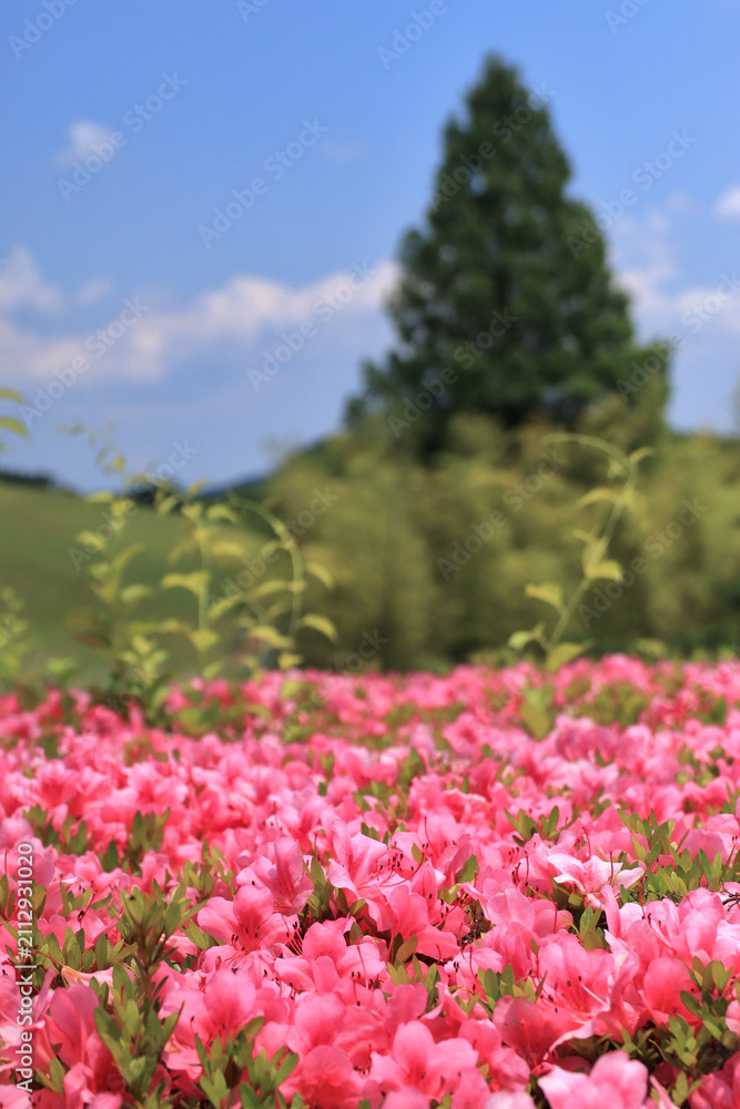 Obraz premium 太陽の村のサツキの花（宮城県柴田町）