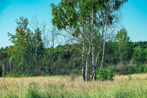 Bild auf Leinwand A summer landscape featuring slender, white-trunked birch trees on a sunlit forest edge