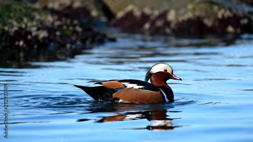 A picture of water birds swimming on the lake surface, and colorful ducks swimming on the water surface