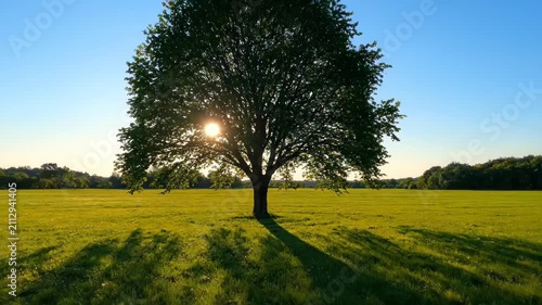 A single tree in the meadow in the sun, a lonely tree in the sun
