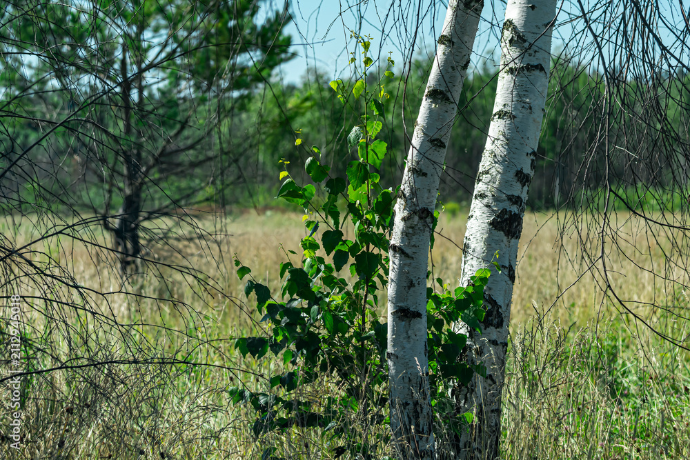 Fototapeta premium A summer landscape featuring slender, white-trunked birch trees on a sunlit forest edge.