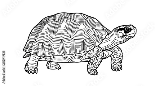 Obraz na plátně Detailed tortoise line art drawing for coloring.
