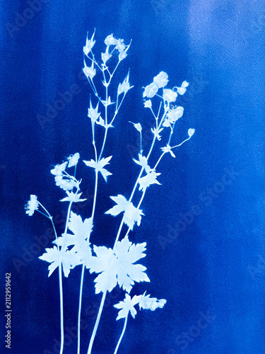 Two meadow flowers made in cyanotype technique