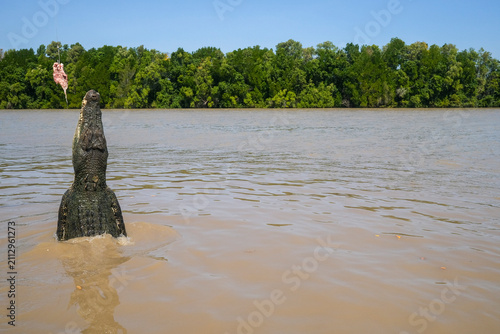 Saltwater crocodile Crocodylus porosus seen from the Adelaide River jumping crocodile cruises on the Adelaide River, in the Northern Territory of Australia