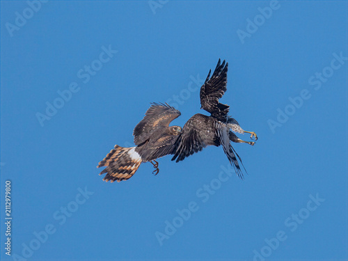 Fotografía Two red-shouldered hawks engaged in aerial combat against clear blue sky