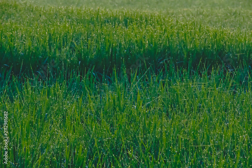 Quadro su tela Close up texture of green rice grass covered in morning dew drops, fresh nature background