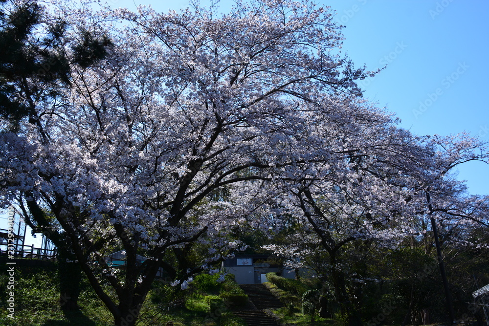 Fototapeta premium 神奈川県 横浜市の大池公園（春）