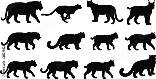 Photography Set of wild big cat black silhouettes including tiger leopard and lynx for wildl