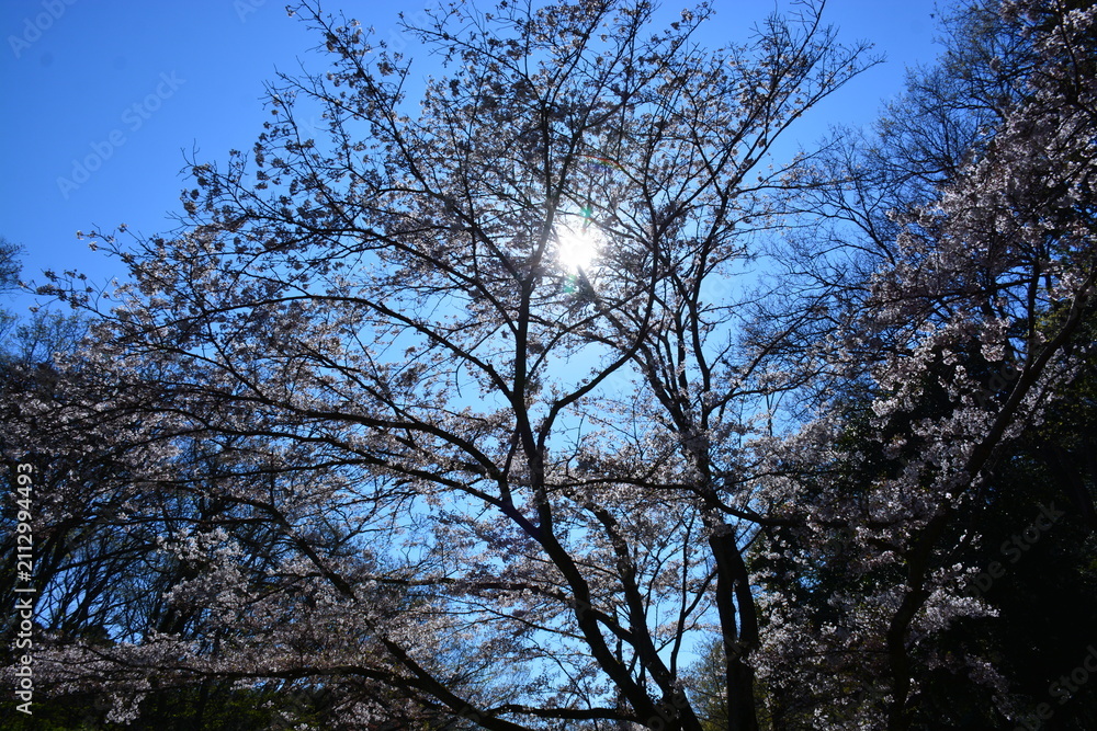 Fototapeta premium 神奈川県 横浜市の大池公園（春）