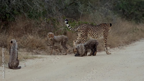  Cheetah family inspecting a new scent