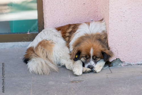 Fotografie A white and orange spotted dog sleeps peacefully near a building