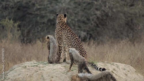  Cheetah cubs sitting next to their mother