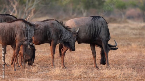 a blue wildebeest herd on the move early morning 