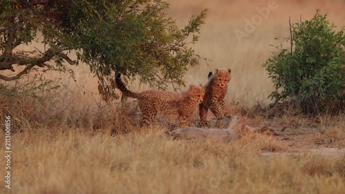 Two young cheetah cubs exploring