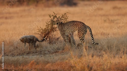  A slow morning for the cheetah family