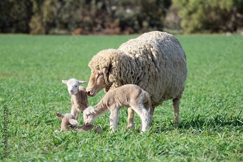 Принти на полотні Merino ewe watching over her triplet lambs in a green pasture on a Western Austr