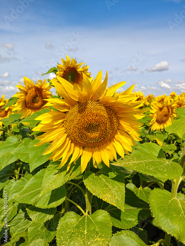 Vertical Image of Blooming Sunflowers in a Summer Field under a Blue Sky