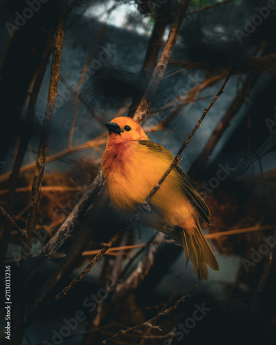 Vogel