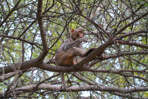 Baby monkey climbing a tree and eating leaves