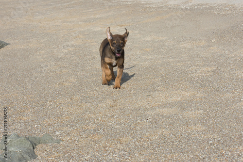 Foto White Puppy Running Toward Camera Among Rocks