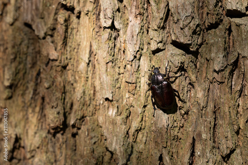 female  hermit beetle or Russian leather beetle (Osmoderma eremita) is a xylobiontic beetle living in tree hollows and is threatened by modern intensive forestry