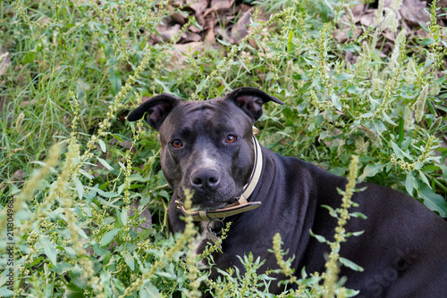 Dog resting in lush green grass