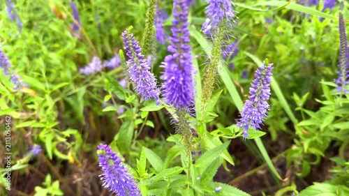 Purple Veronica longifolia flowers in lush green foliage, showcasing vibrant blooms in natural setting