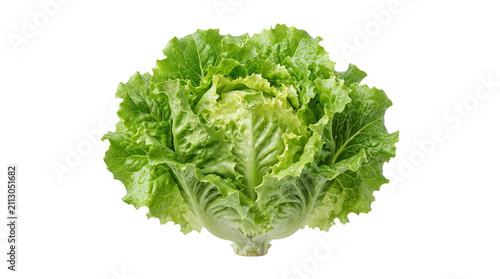 Fresh green lettuce head with frilly leaves, organic raw iceberg lettuce for healthy salad, crisp garden vegetable for culinary cooking isolated PNG with Transparent Background