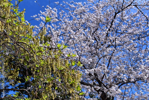 Obraz na płótnie 神奈川県 二宮町の吾妻山公園（花と富士山の景観）