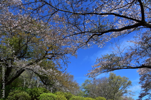 Obraz na płótnie 神奈川県 二宮町の吾妻山公園（花と富士山の景観）