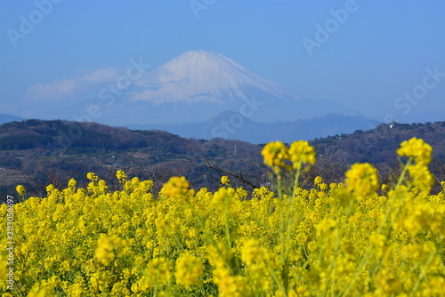 Obraz na płótnie 神奈川県 二宮町の吾妻山公園（花と富士山の景観）