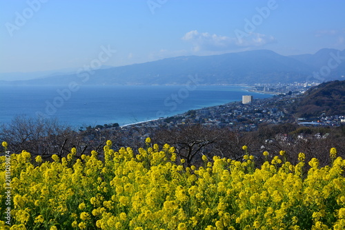 Obraz na płótnie 神奈川県 二宮町の吾妻山公園（花と富士山の景観）