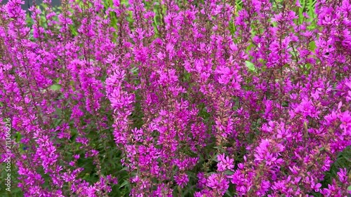 Flowers of Lythrum salicaria in bright colour with lush green foliage around them