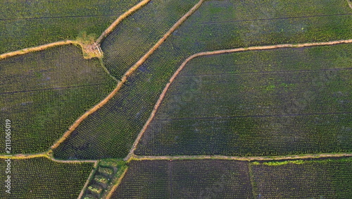 Golden light bathes lush green rice fields