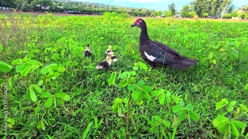 Slow motion of Muscovy duck mother with ducklings walking on green grass