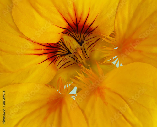 Nasturtium Yellow Flower